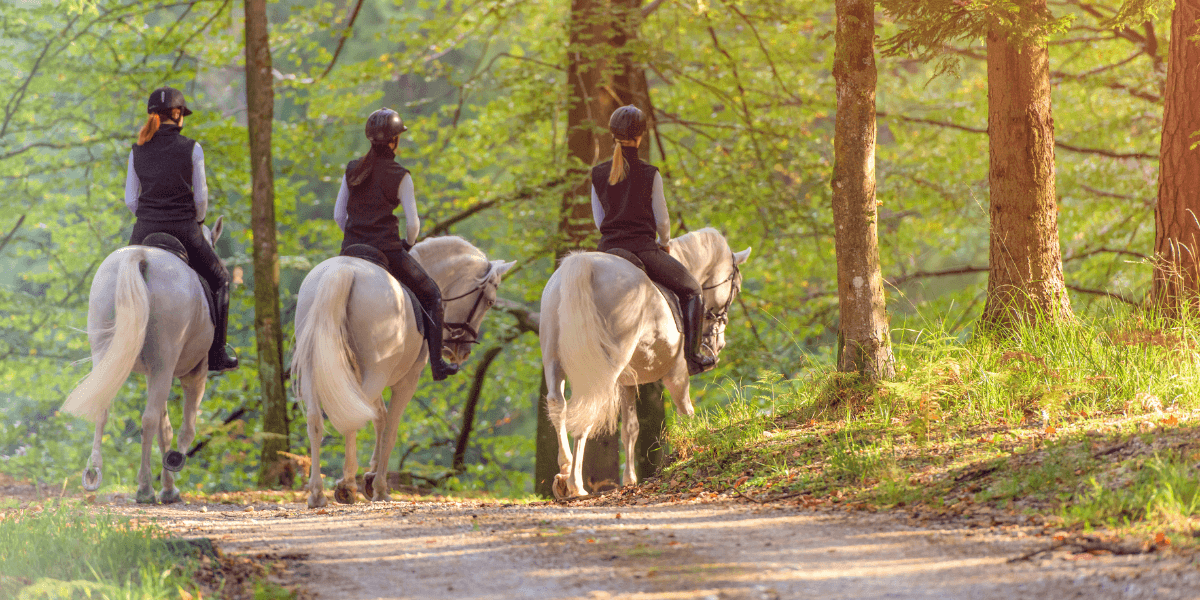 Paseos y rutas a caballo