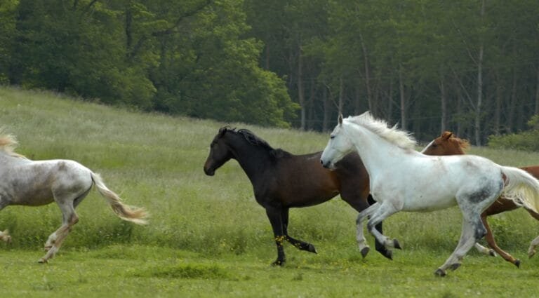 Curiosidades de los caballos