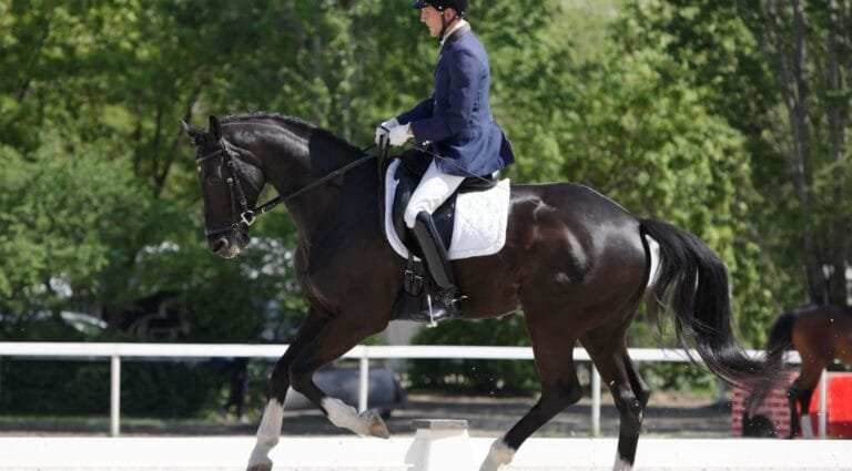 Pasos para mejorar la relación con tu caballo