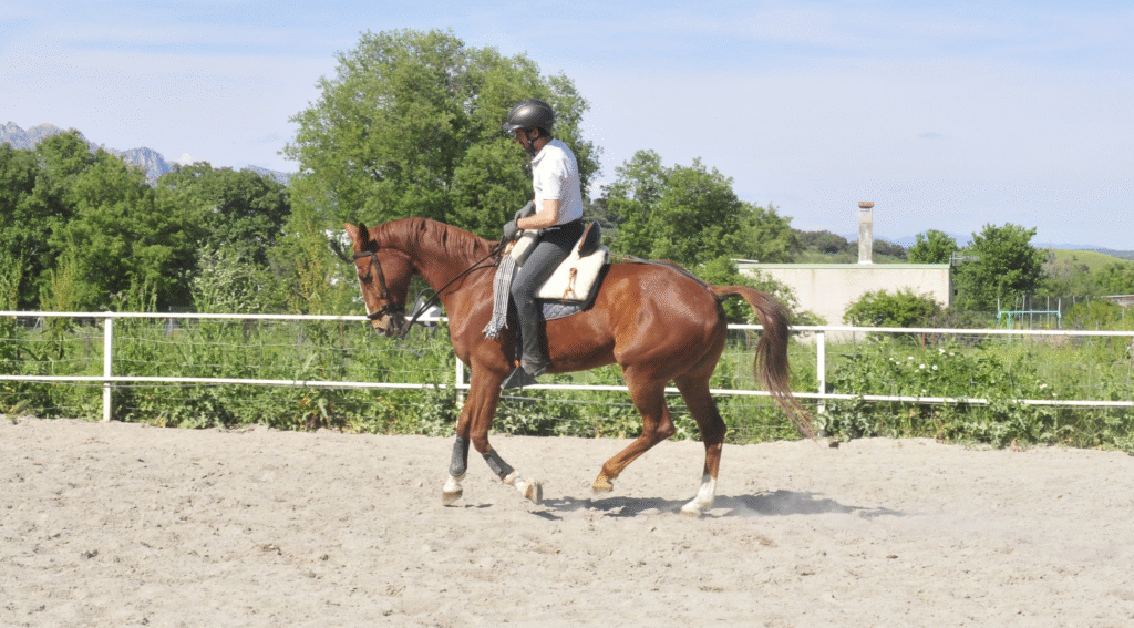 Clases de doma Vaquera