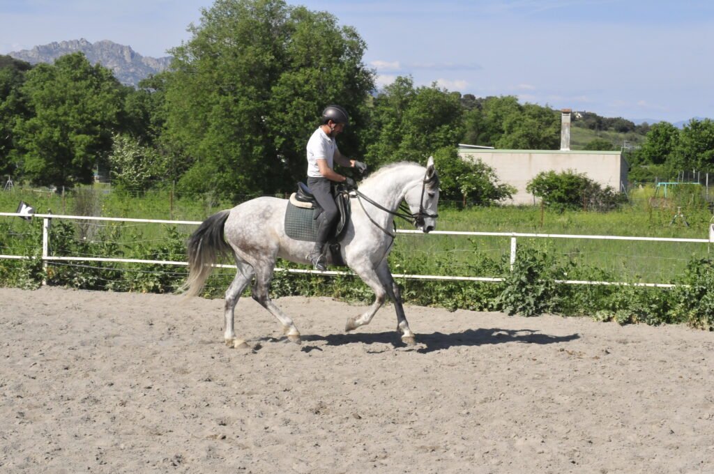 Empieza la primavera: pon a punto tu caballo en Madrid